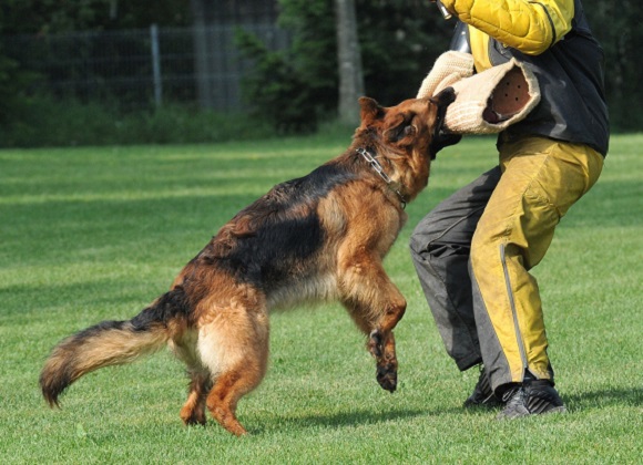 بهترین نژاد های سگ نگهبان محوطه باغ